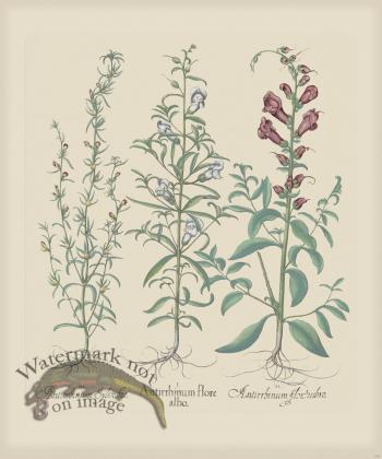 Besler 158 Colored  B2